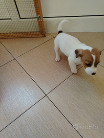 Cuccioli di Jack Russell