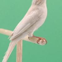 Carpodachi messicani