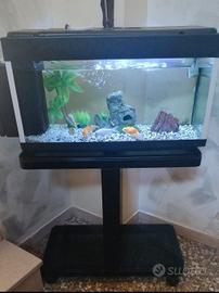 Acquario