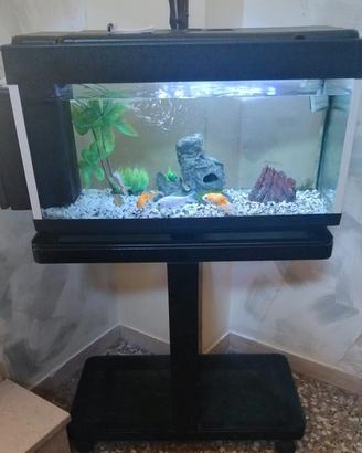 Acquario