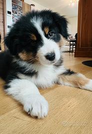 Cucciolo pastore australiano