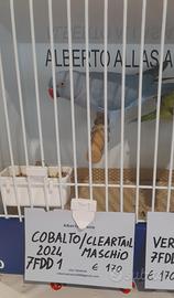 Parrocchetto dal collare