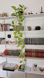 Philodendron Scadens, varietà Lemon Lime