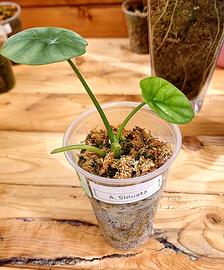 ALOCASIA SINUATA 3 300ml