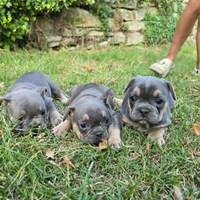 Cuccioli di bulldog francese