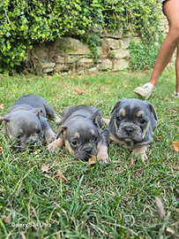 Cuccioli di bulldog francese