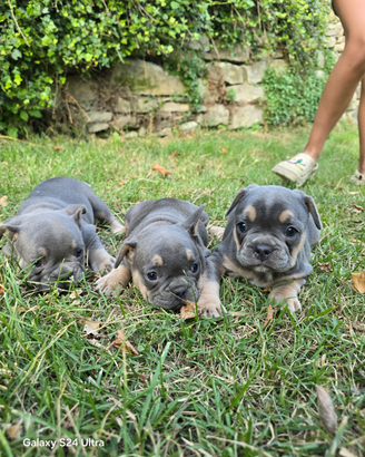 Cuccioli di bulldog francese