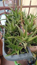 piantine Aloe