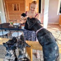 COACHING E CONSULENZE CANE CORSO
