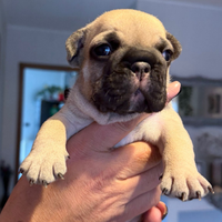 Bulldog Francese