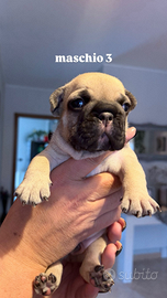 Bulldog Francese
