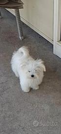 Maltese coreano paga in comode rate
