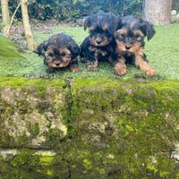 Yorkshire Terrier cuccioli