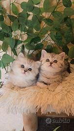 Gattini Scottish fold e straight