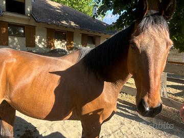 Cavallo