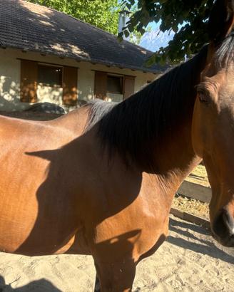 Cavallo