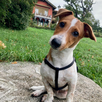 Jack Russel vuole fidanzata? per fare cuccioli?