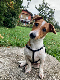 Jack Russel vuole fidanzata? per fare cuccioli?