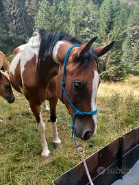 Cavalla da trekking