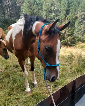Cavalla da trekking