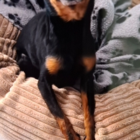 Pinchers toy femmina