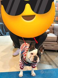 Bulldog francese