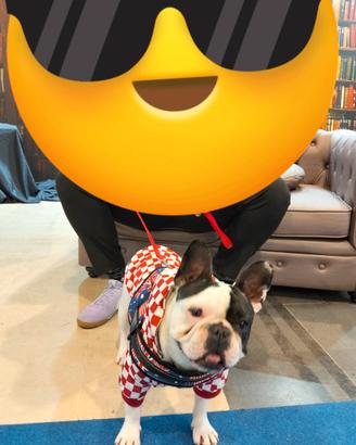 Bulldog francese