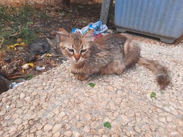 Gatti Adulti 