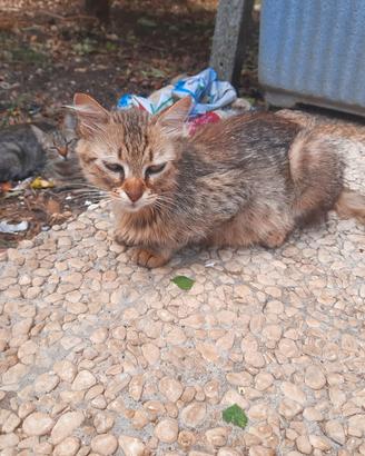 Gatti Adulti 
