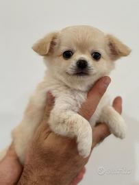 Cuccioli di chihuahua
