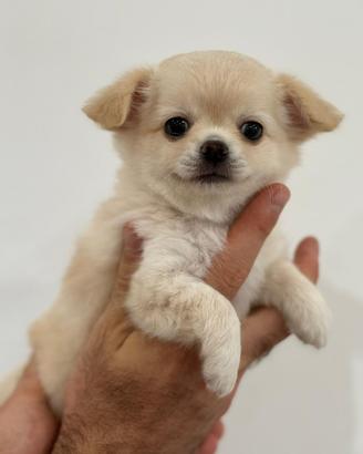 Cuccioli di chihuahua
