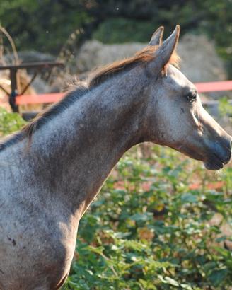 Appaloosa Colt