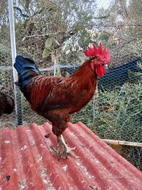 Vendita Gallo Maranz