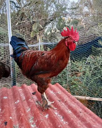 Vendita Gallo Maranz