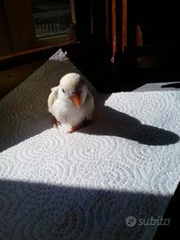 Inseparabili giovani e adulti