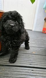 Cuccioli barboncini toy neri femmine