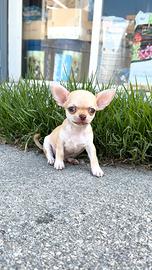 Mini Chihuahua Mexico Toy