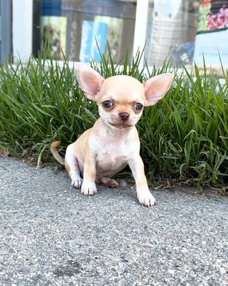 Mini Chihuahua Mexico Toy