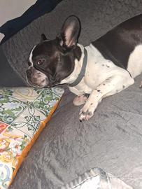 Bulldog francese