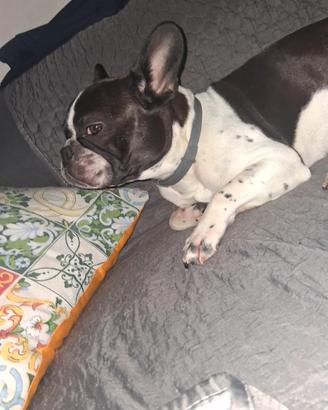 Bulldog francese