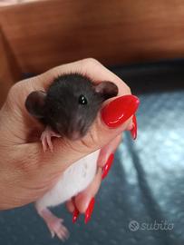 Ratti Dumbo e non