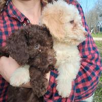 Cuccioli di lagotto romagnolo