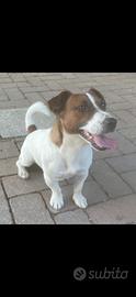 Jack Russell disponibile per accoppiamento
