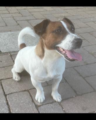 Jack Russell disponibile per accoppiamento