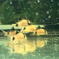 Pesci Tropicali Corydoras panda