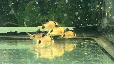 Pesci Tropicali Corydoras panda