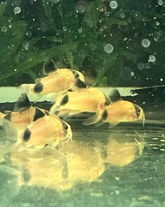 Pesci Tropicali Corydoras panda