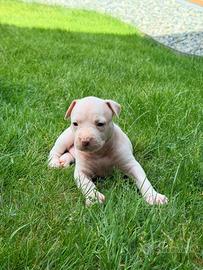 Cuccioli Amstaff