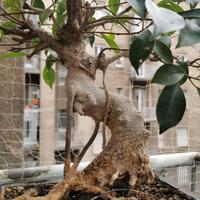 Bonsai Ficus Retusa