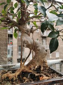 Bonsai Ficus Retusa